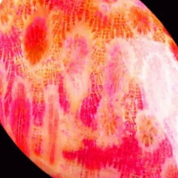 Beautiful chrysanthemum fossil from Indonesia - Picture 2 of 4